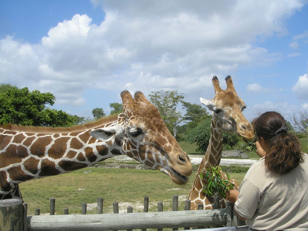 Miami Zoo