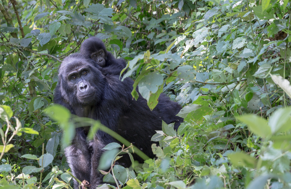 Gorilla Trekking in Uganda