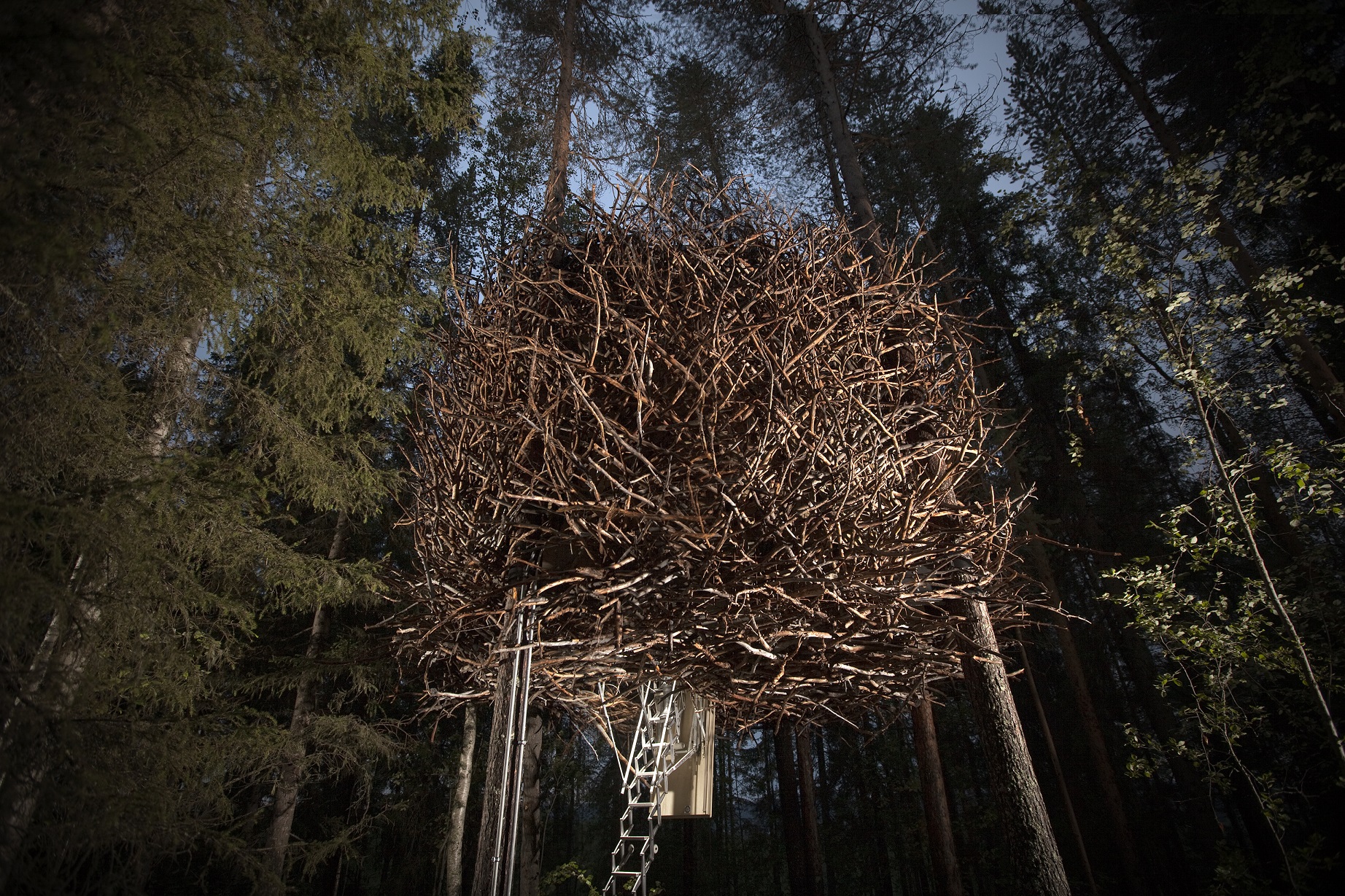 Birds Nest treehouse