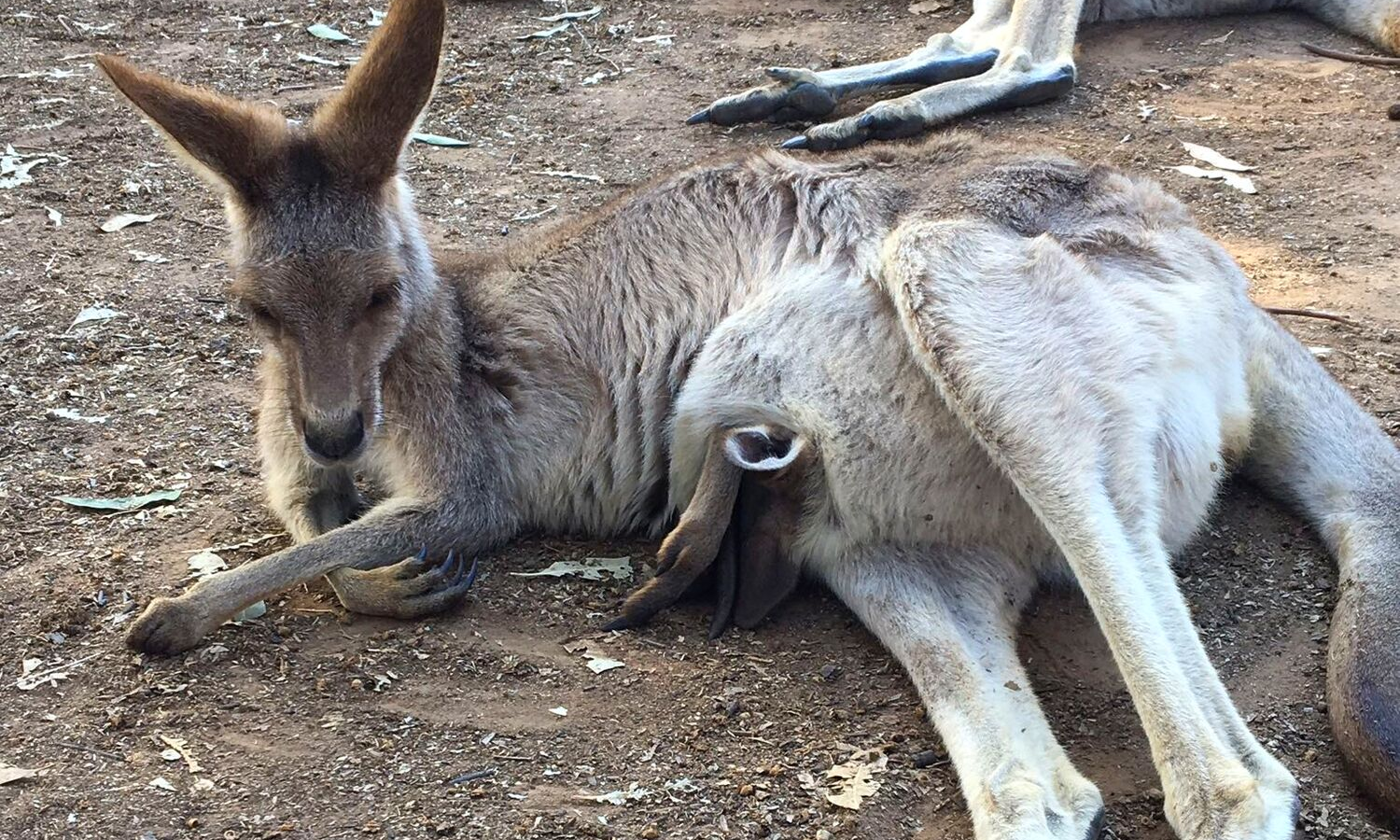 Picture of Kangaroo lying on the ground. 