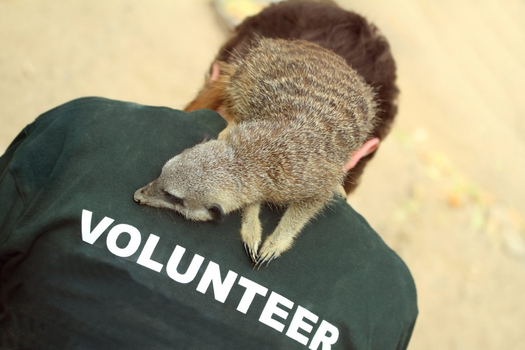 Animal Volunteer